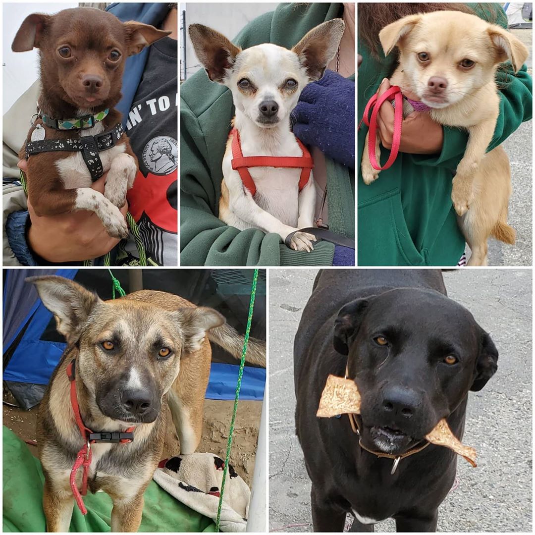 Friday's Furry Friends 5-1-2020