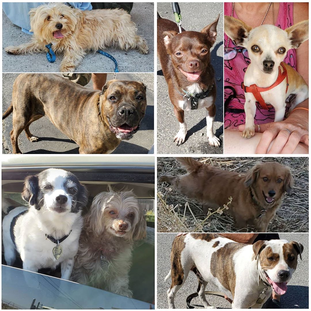 Friday's Furry Friends 5-8-2020
