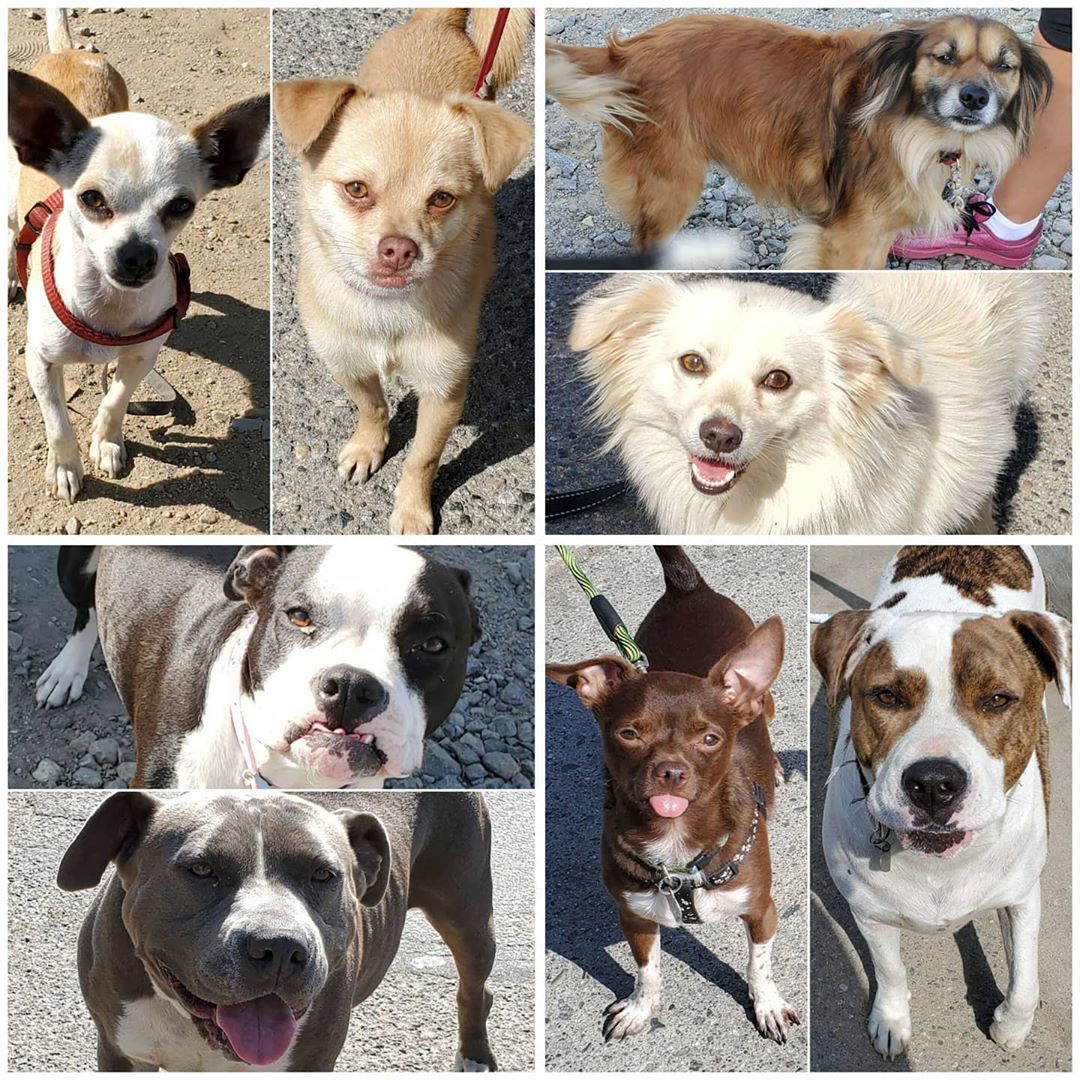 Friday's Furry Friends 5-15-2020