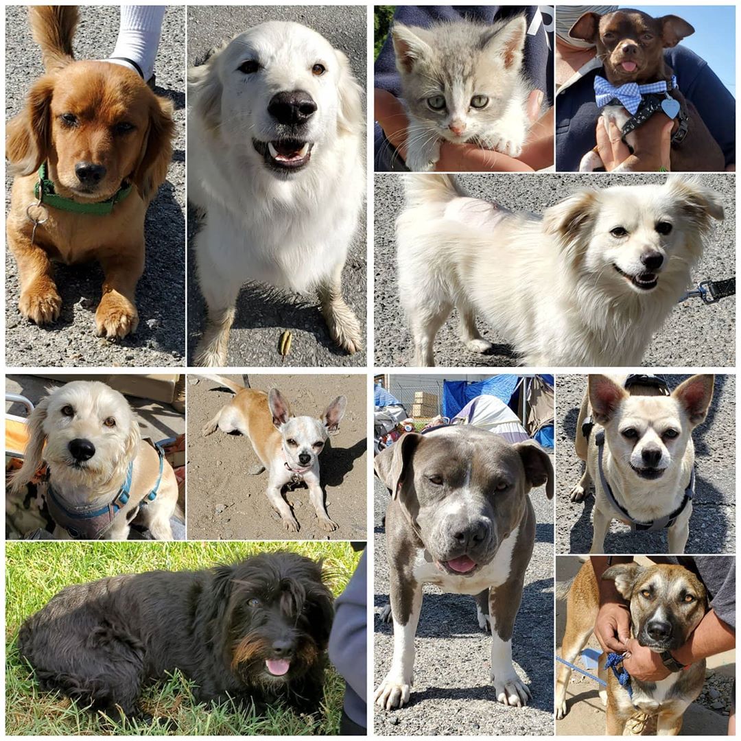 Friday's Furry Friends 5-22-2020