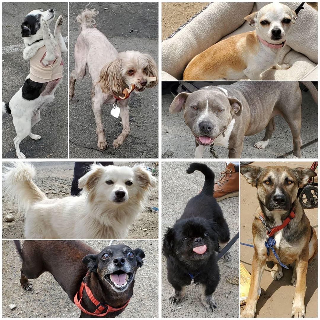 Friday's Furry Friends 5-29-2020
