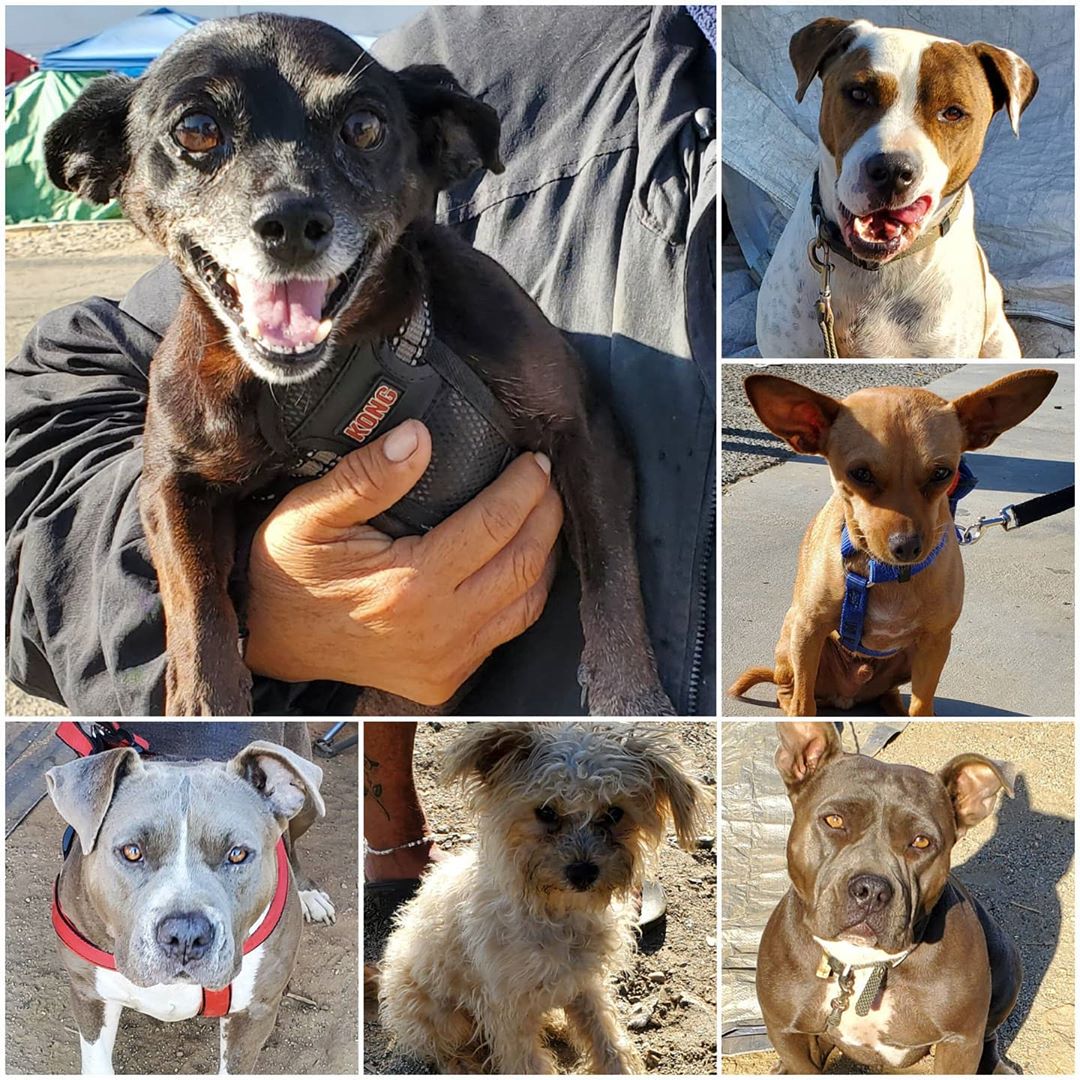 Friday's Furry Friends 8-7-2020