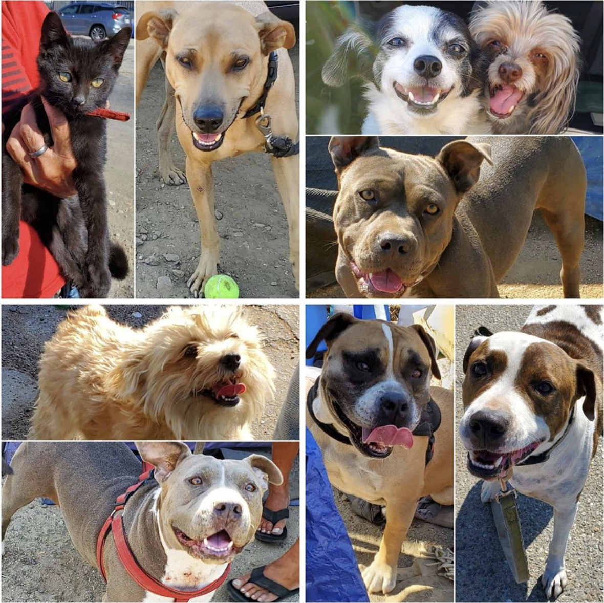 Friday's Furry Friends 8-14-2020