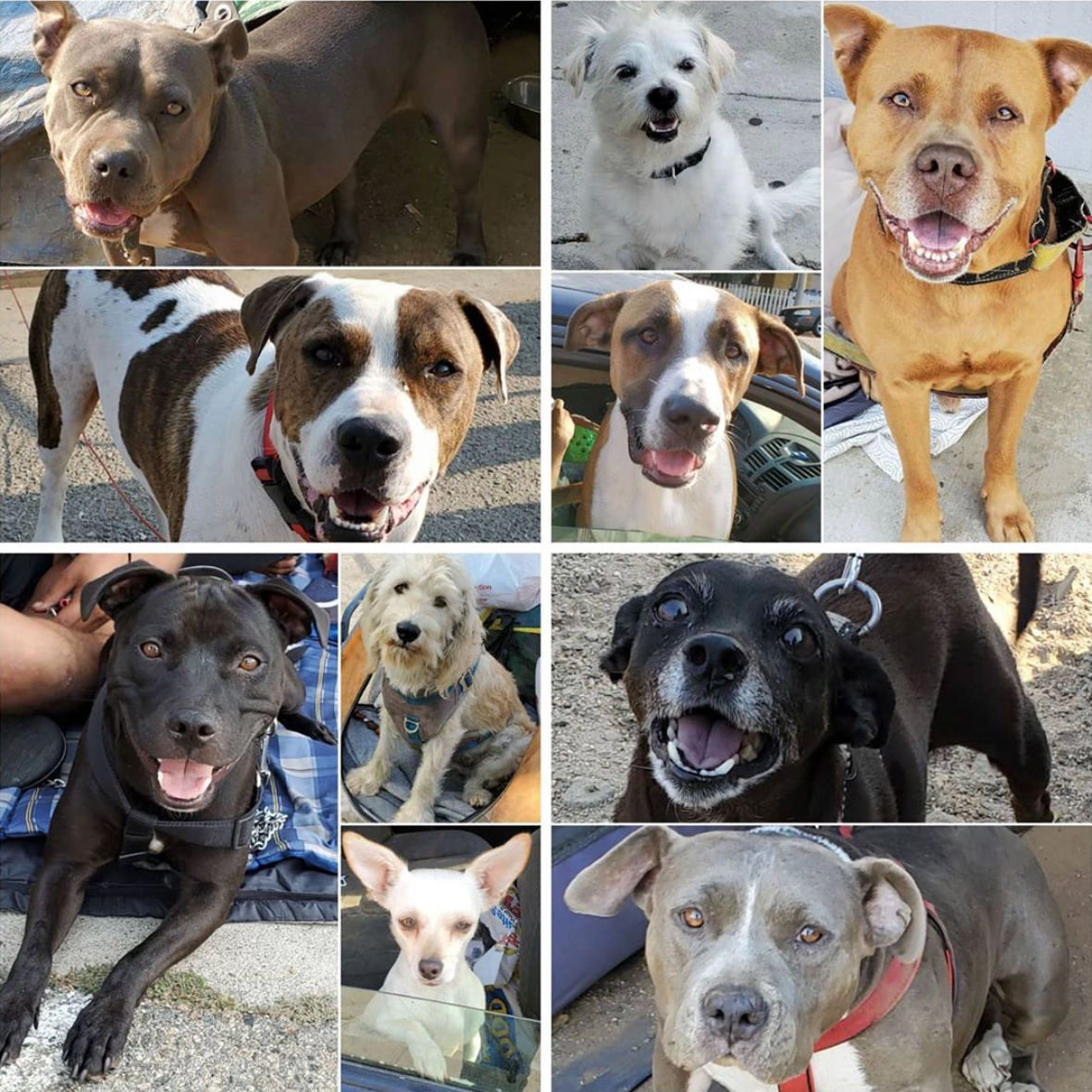 Friday's Furry Friends 8-21-2020