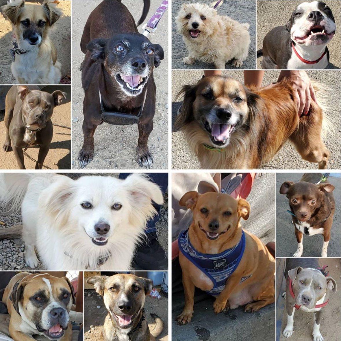 Friday's Furry Friends 8-28-2020