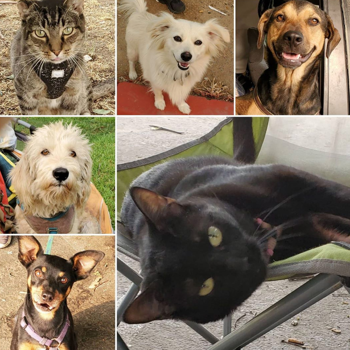Friday's Furry Friends 9-11-2020