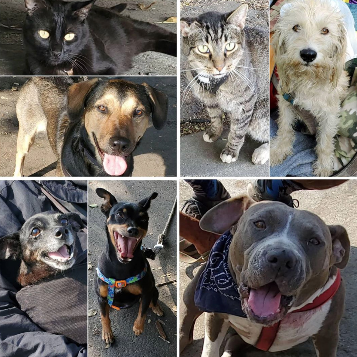 Friday's Furry Friends 9-18-2020