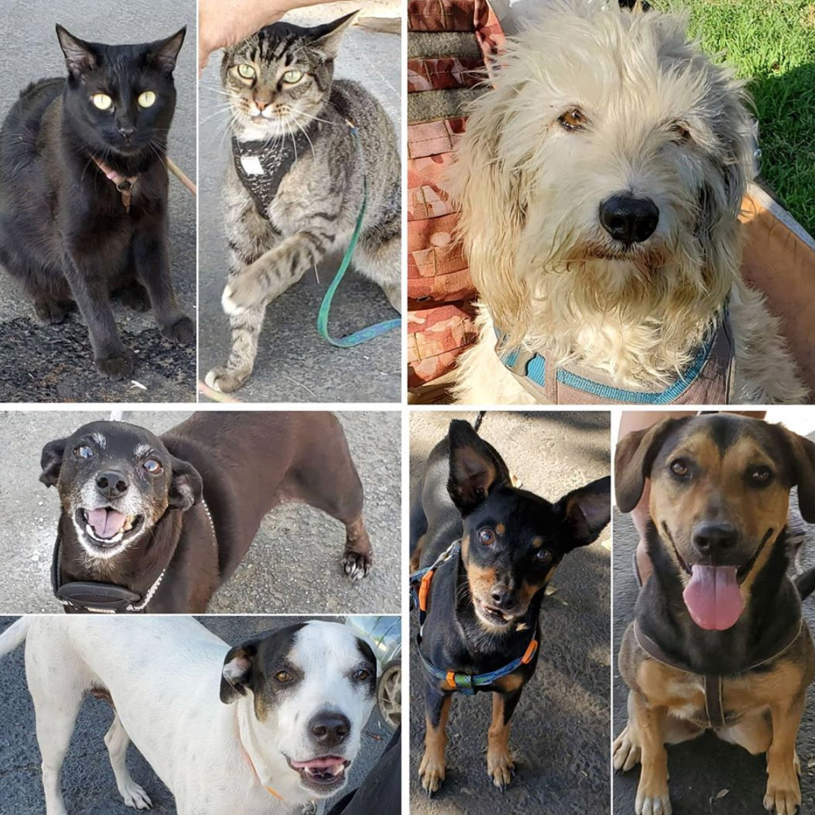 Friday's Furry Friends 10-2-2020