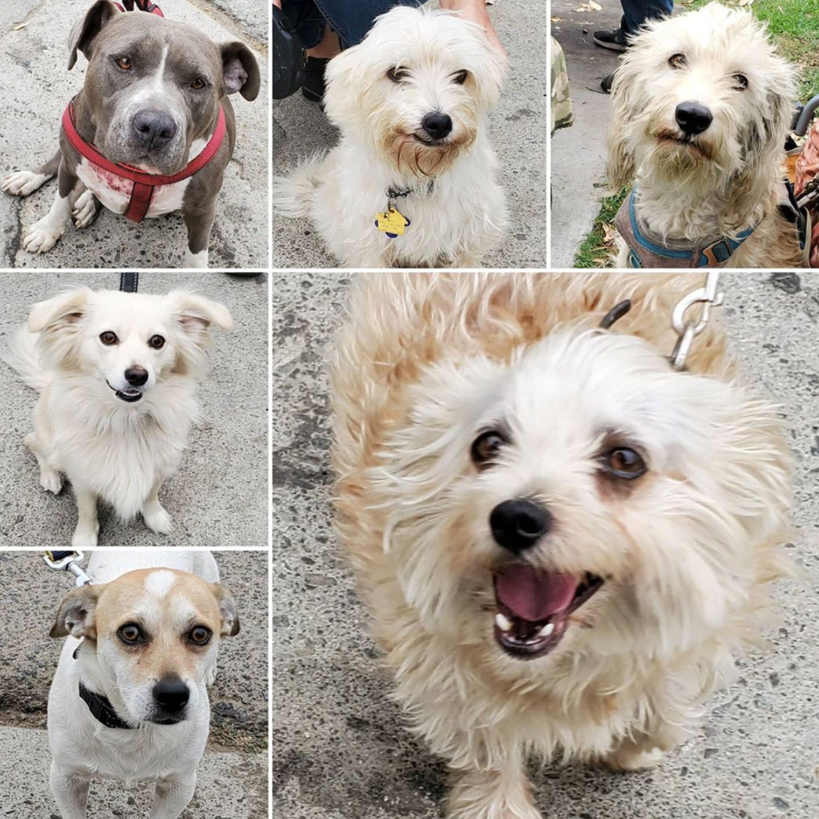 Friday's Furry Friends 10-9-2020