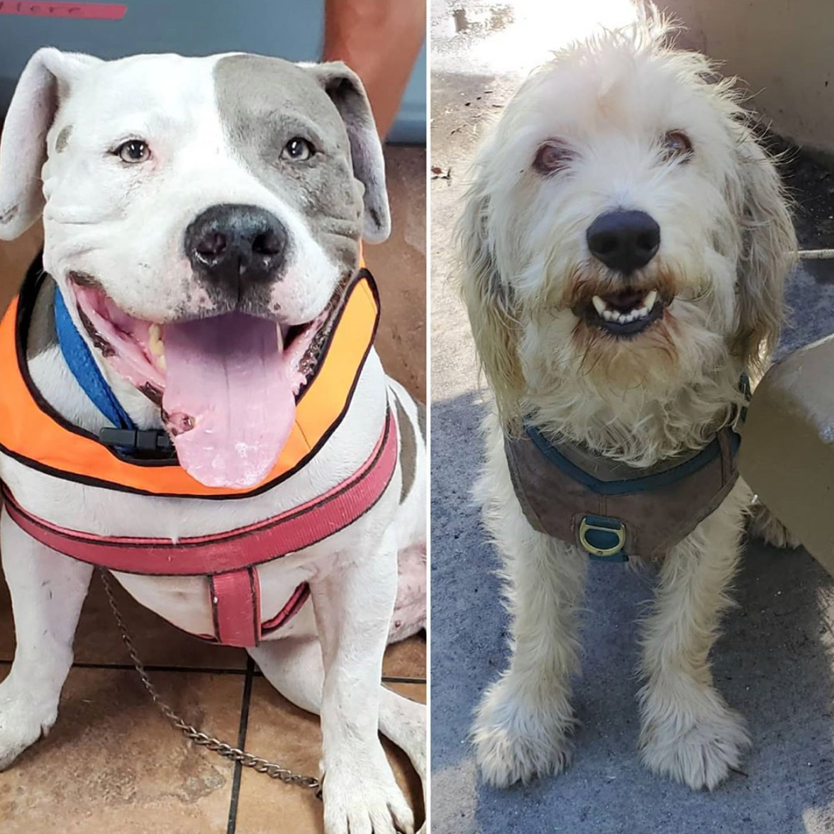 Friday's Furry Friends 10-16-2020