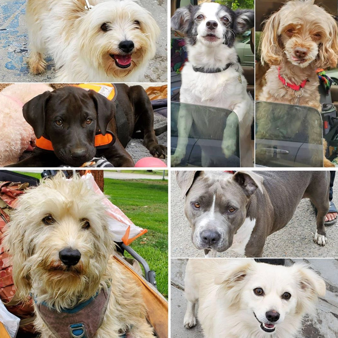 Friday's Furry Friends 10-23-2020