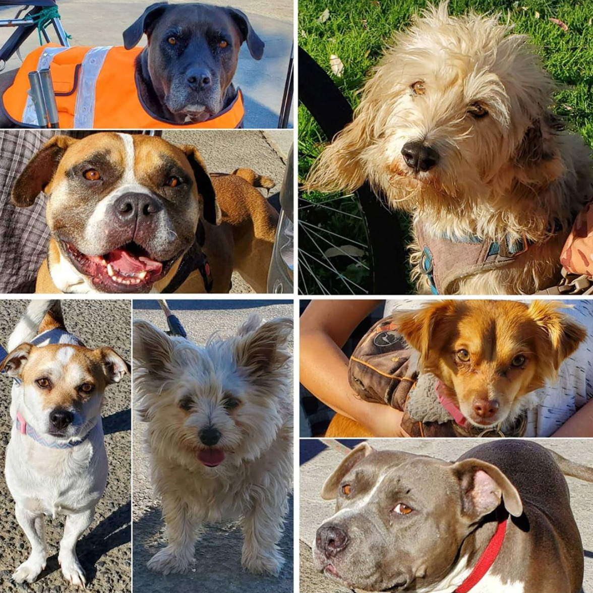 Friday's Furry Friends 10-30-2020