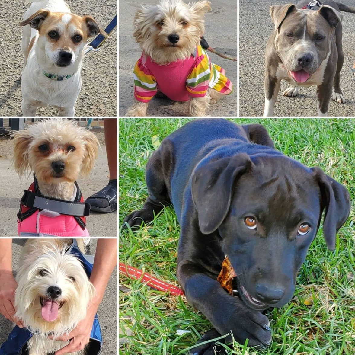 Friday's Furry Friends 11-6-2020