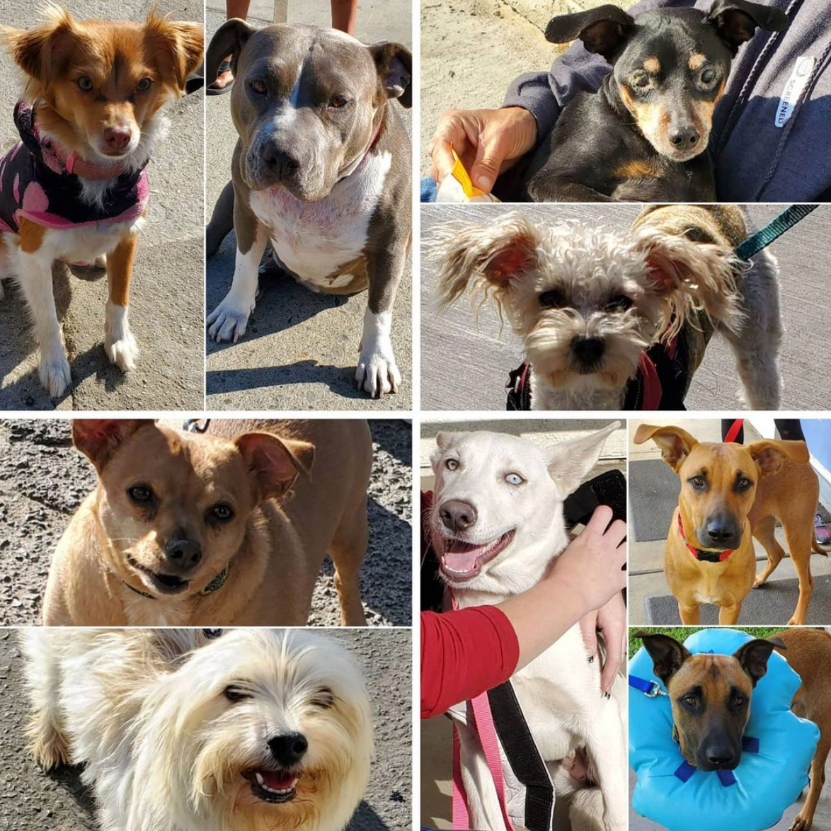 Friday's Furry Friends 11-13-2020