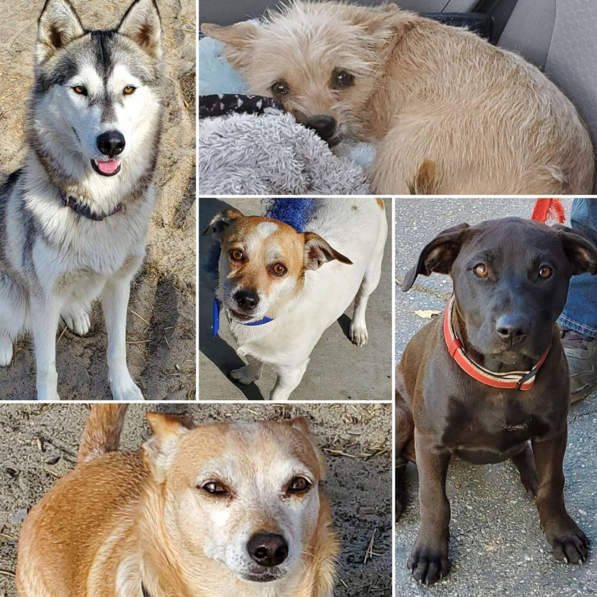 Friday's Furry Friends 11-20-2020