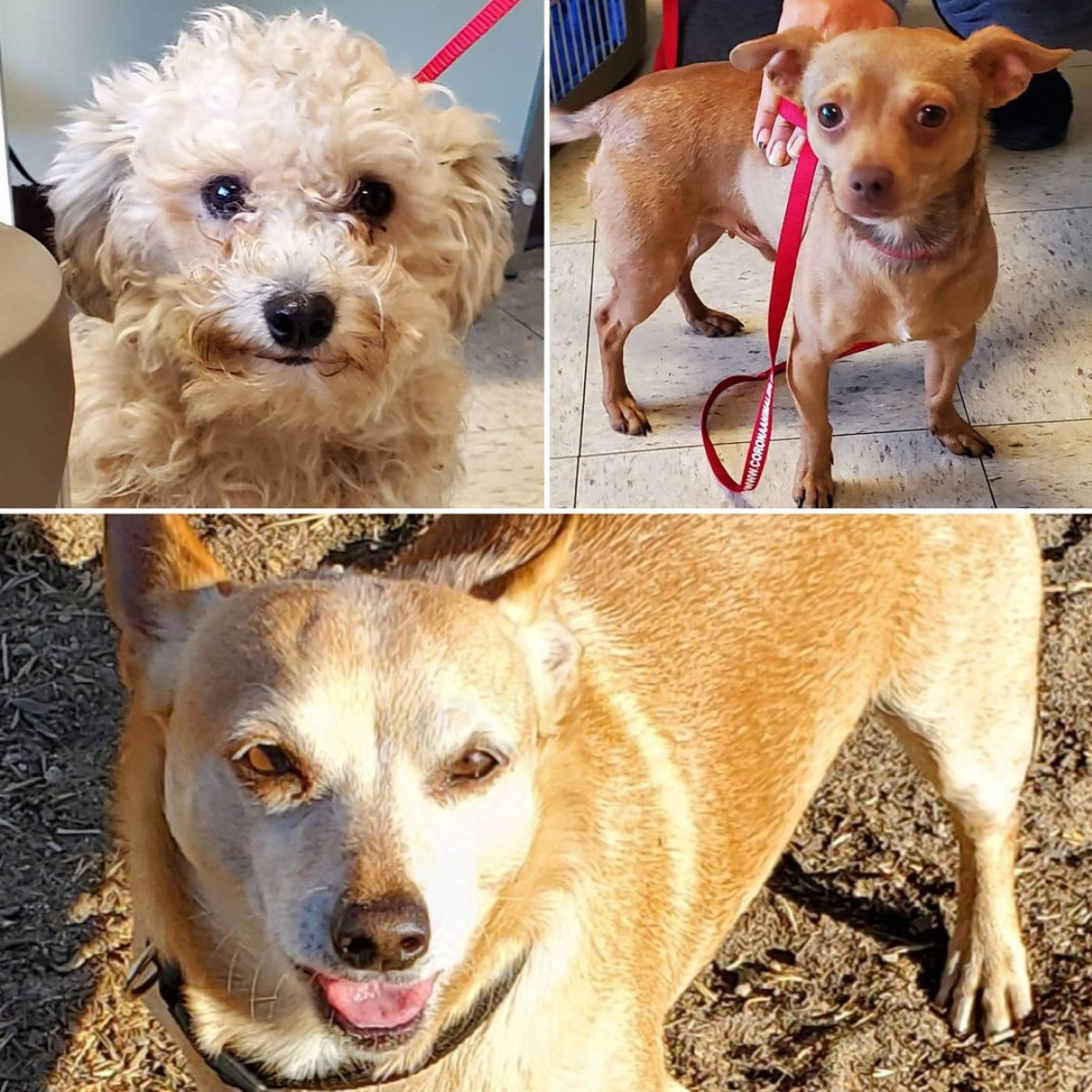 #1390 and #1391 Get Spayed/Neutered and 'Spud' 11-25-2020