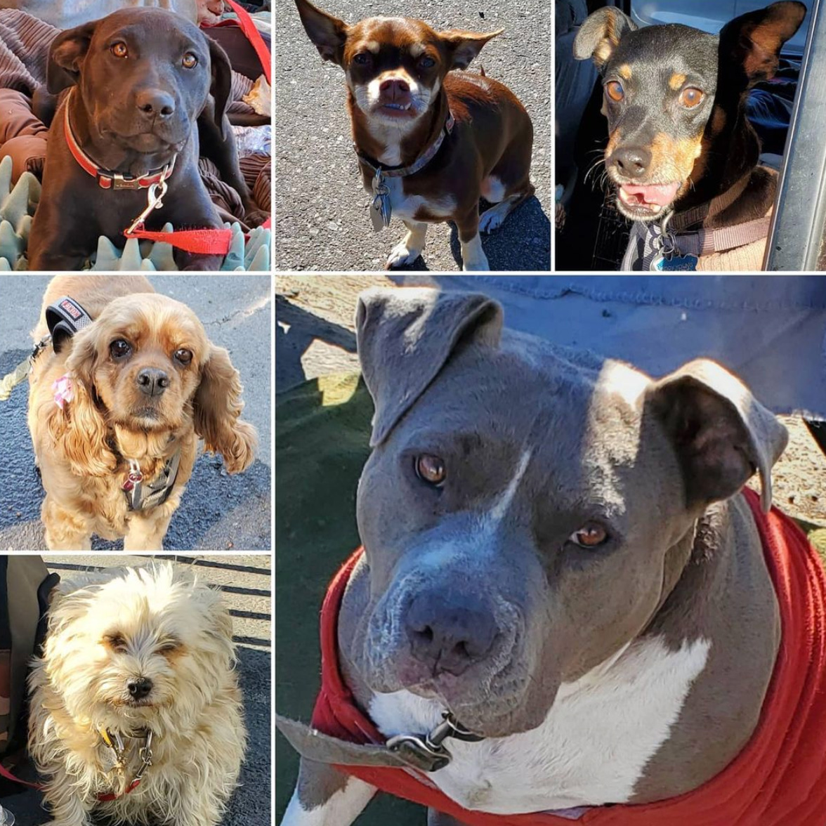 Friday's Furry Friends 12-4-2020