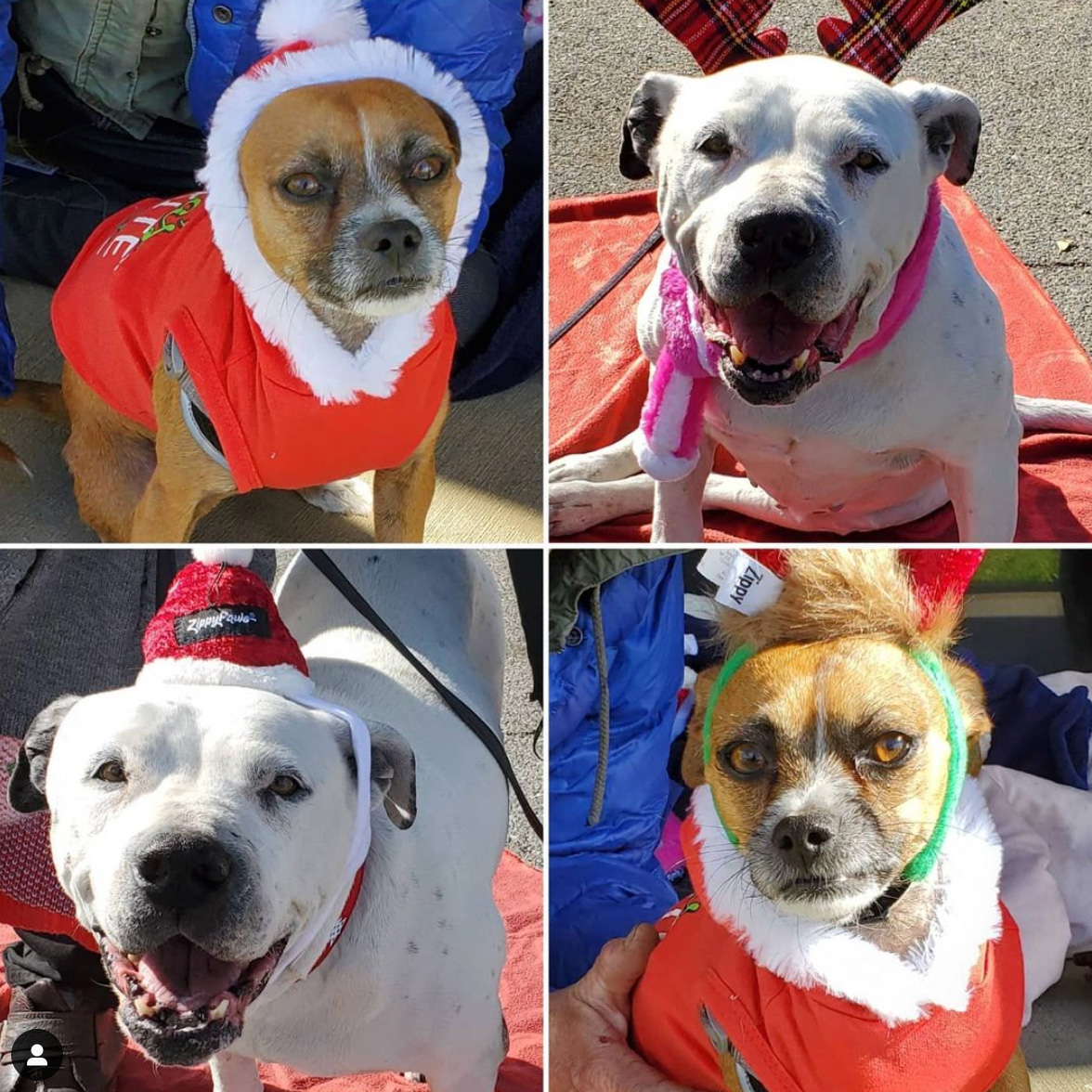 Saturday's Smiles 12-5-2020