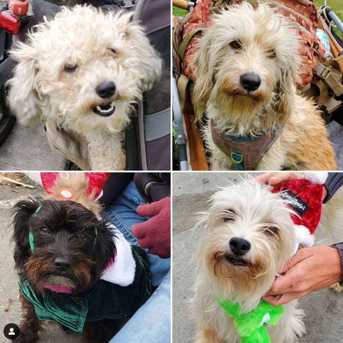 Friday's Furry Friends 12-11-2020