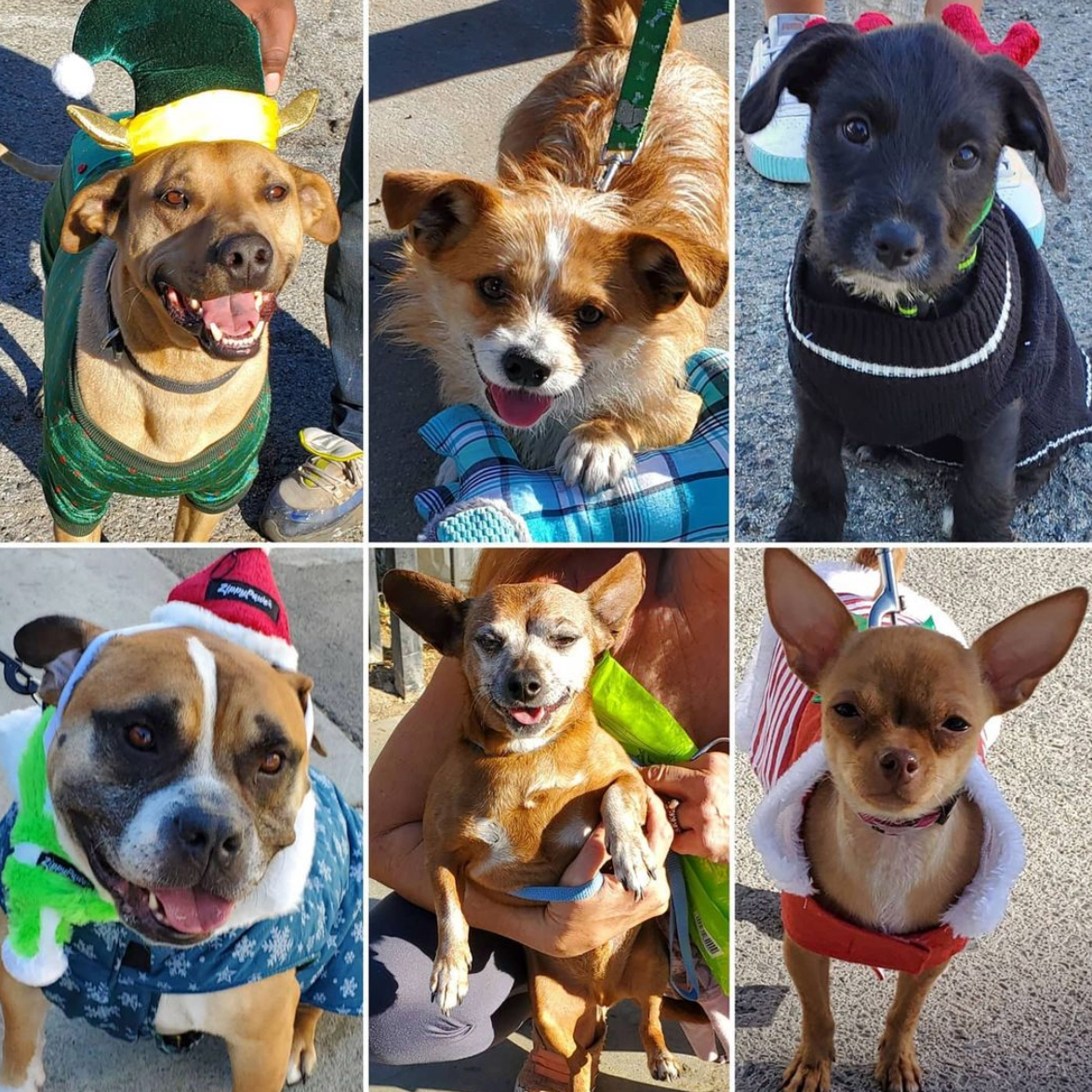 Friday's Furry Friends 12-18-2020