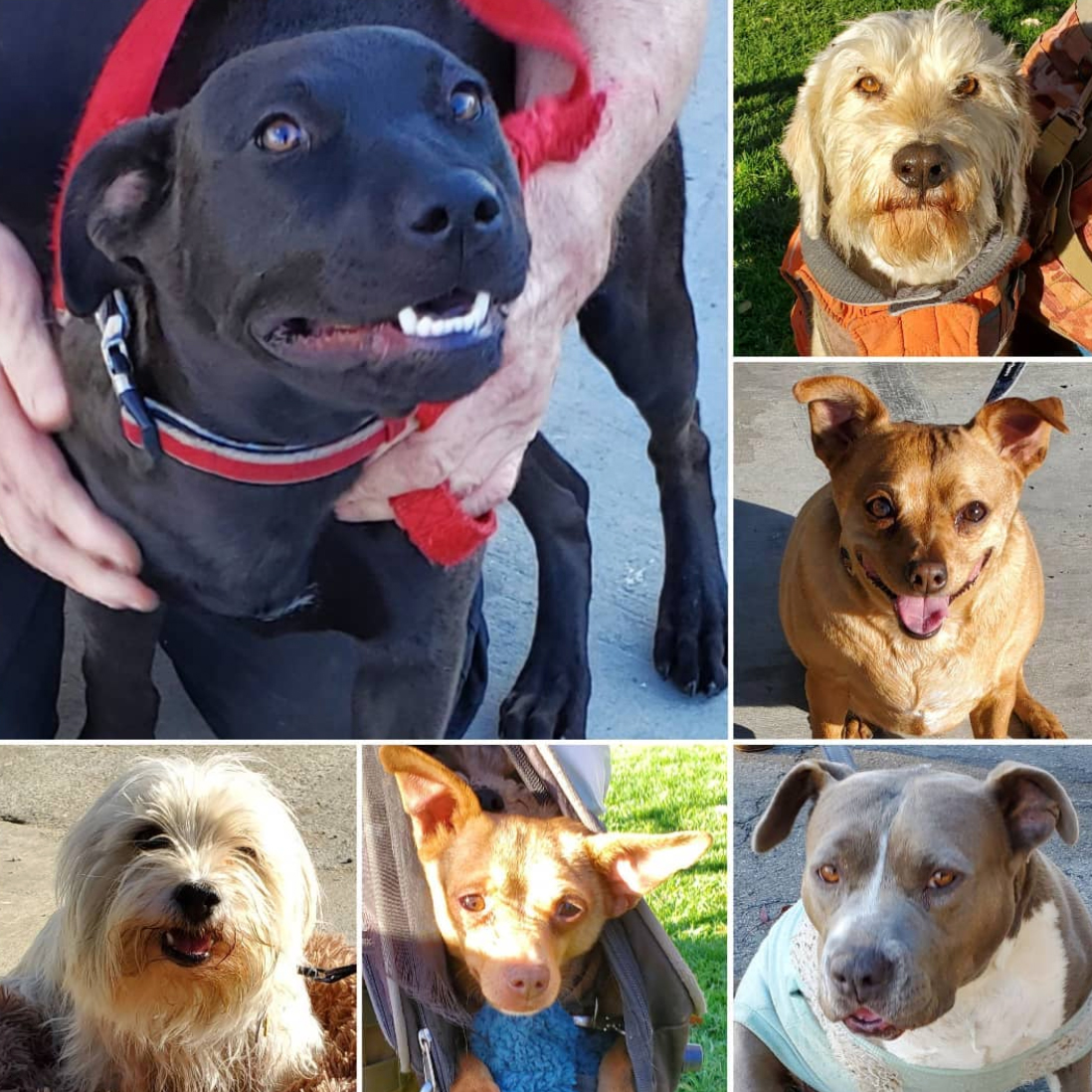 Friday's Furry Friends 1-15-2021
