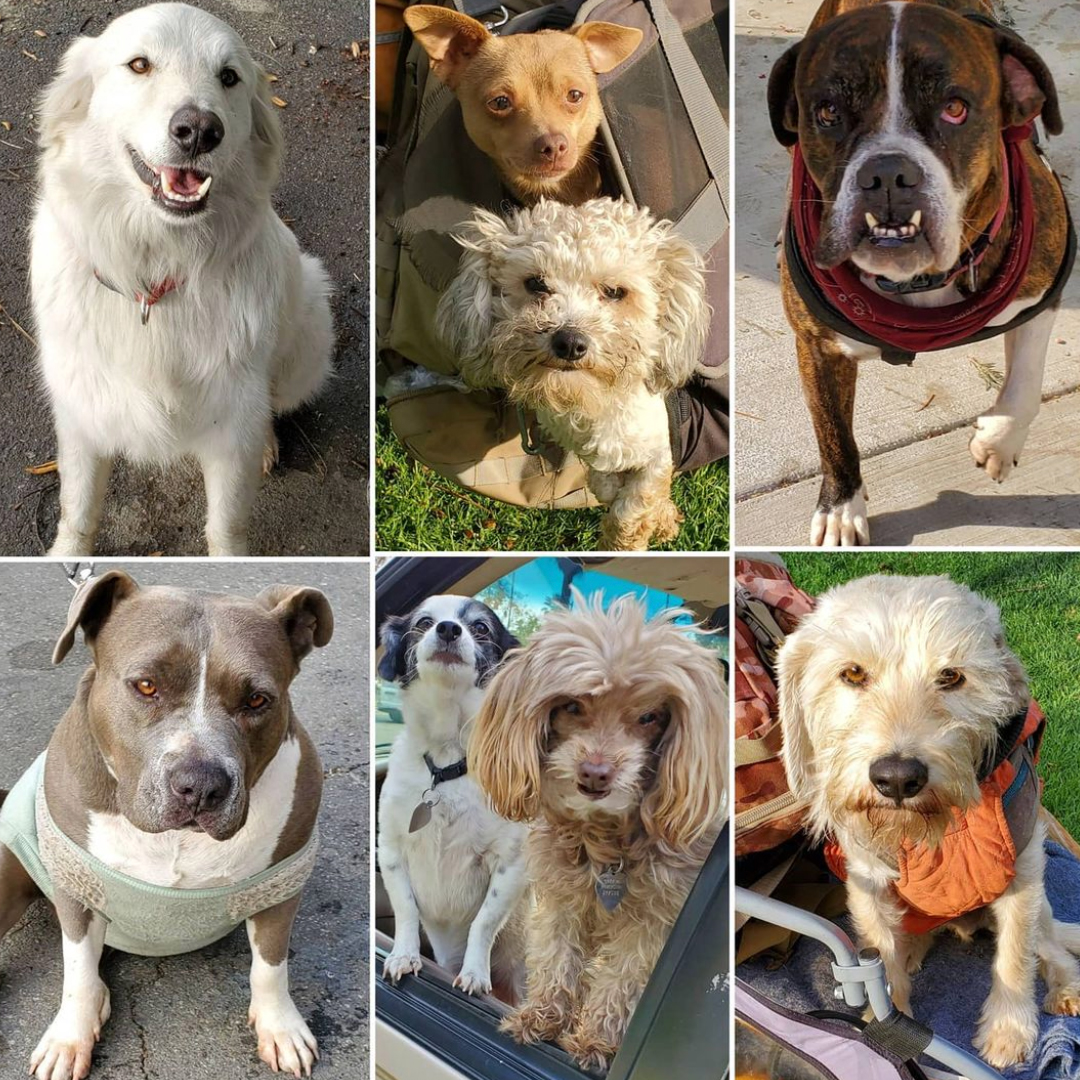 Friday's Furry Friends 1-22-2021
