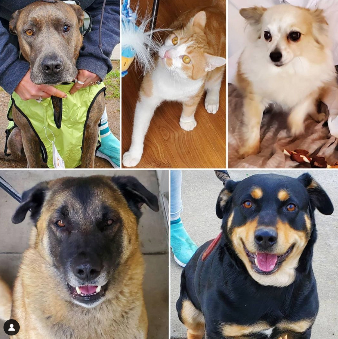 Friday's Furry Friends 1-29-2021