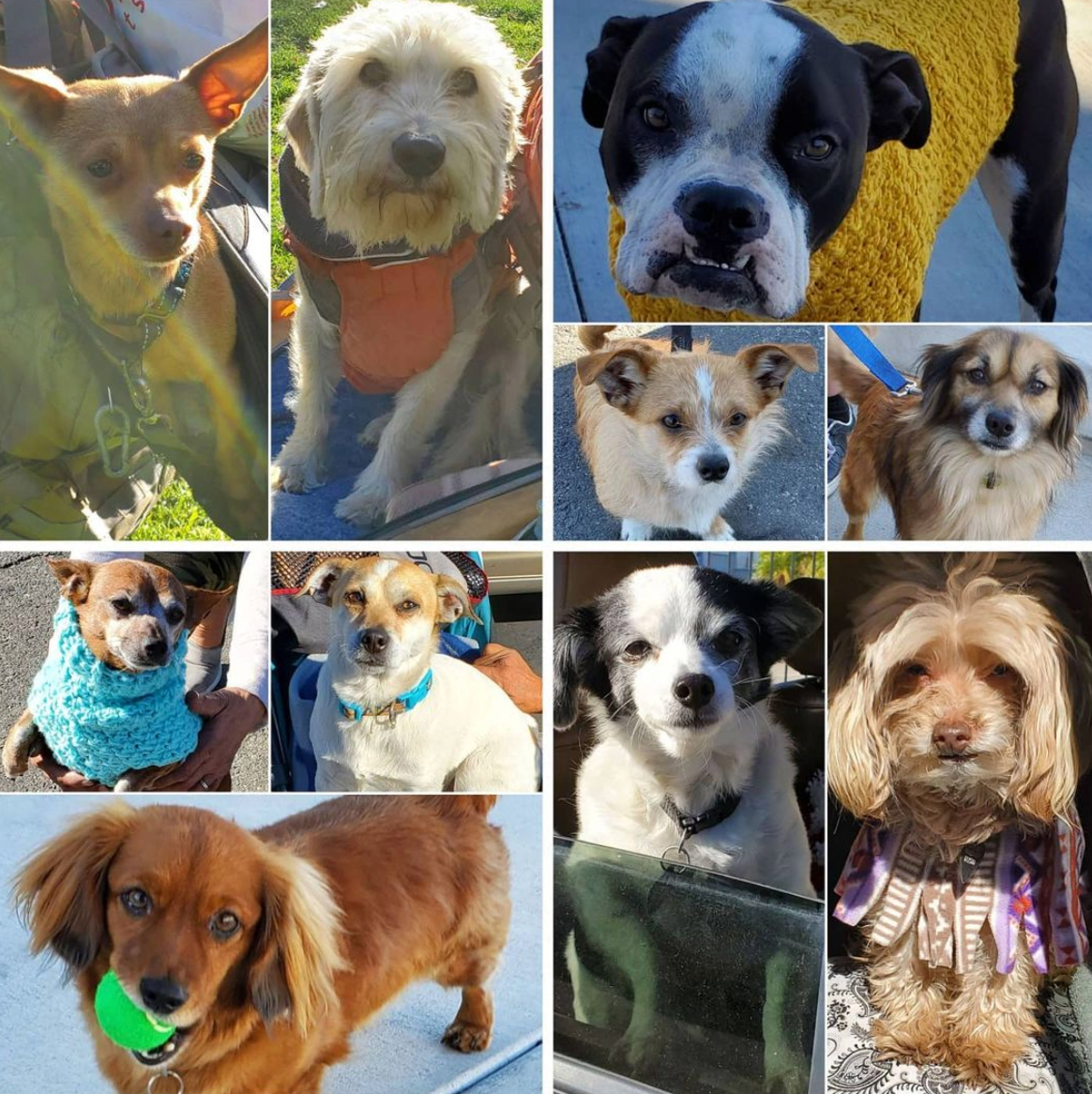 Friday's Furry Friends 2-5-2021