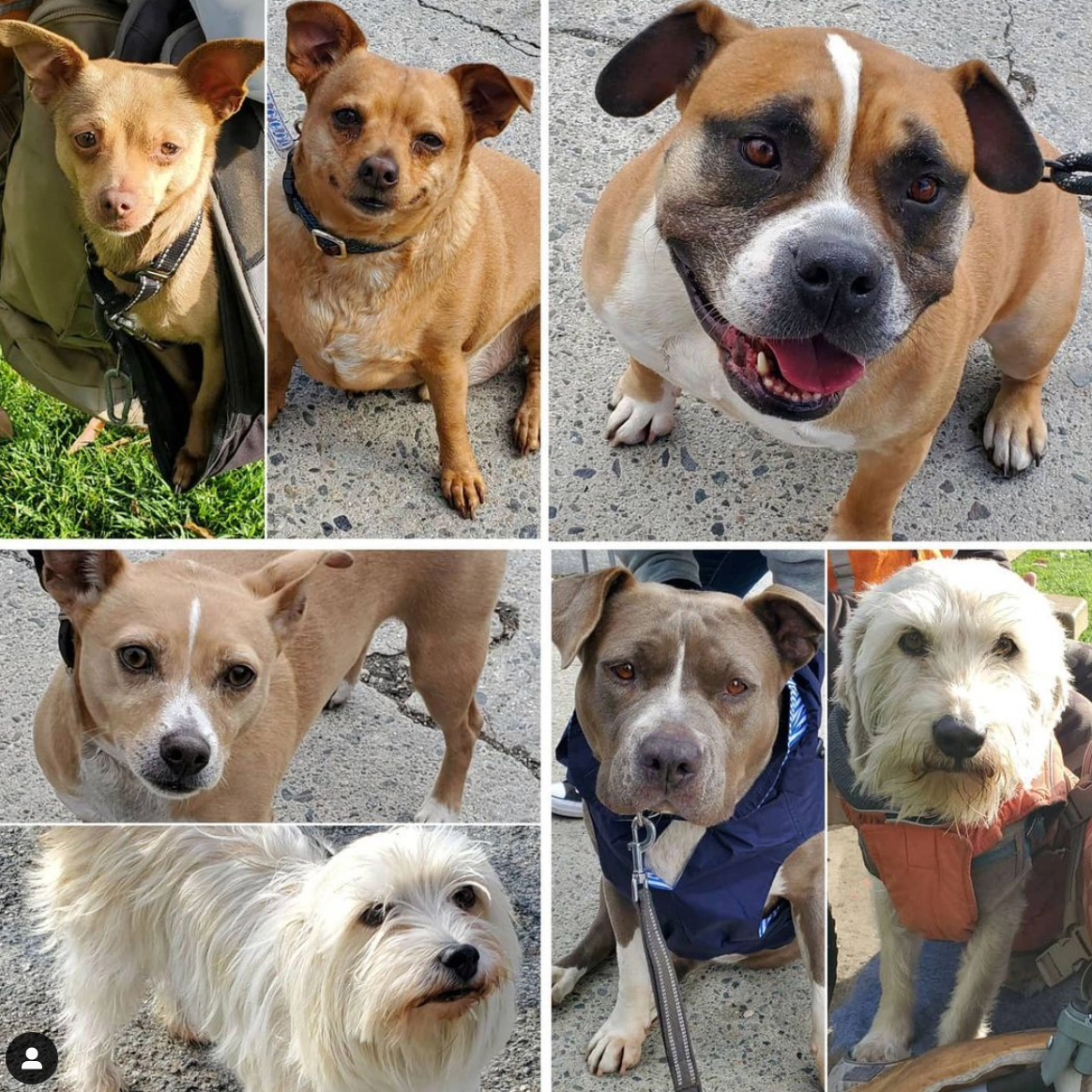 Friday's Furry Friends 2-12-2021
