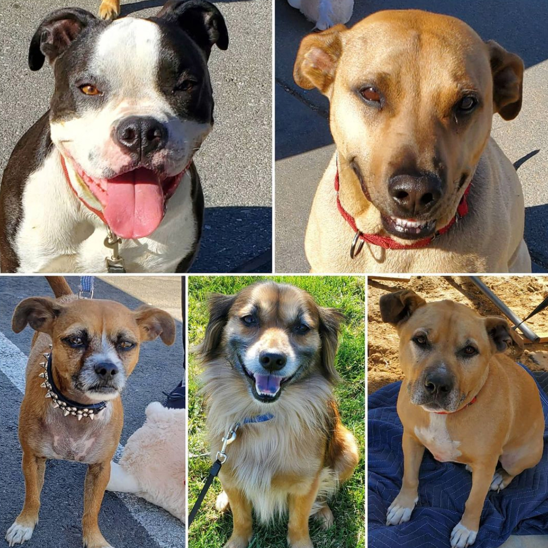 Friday's Furry Friends 2-26-2021