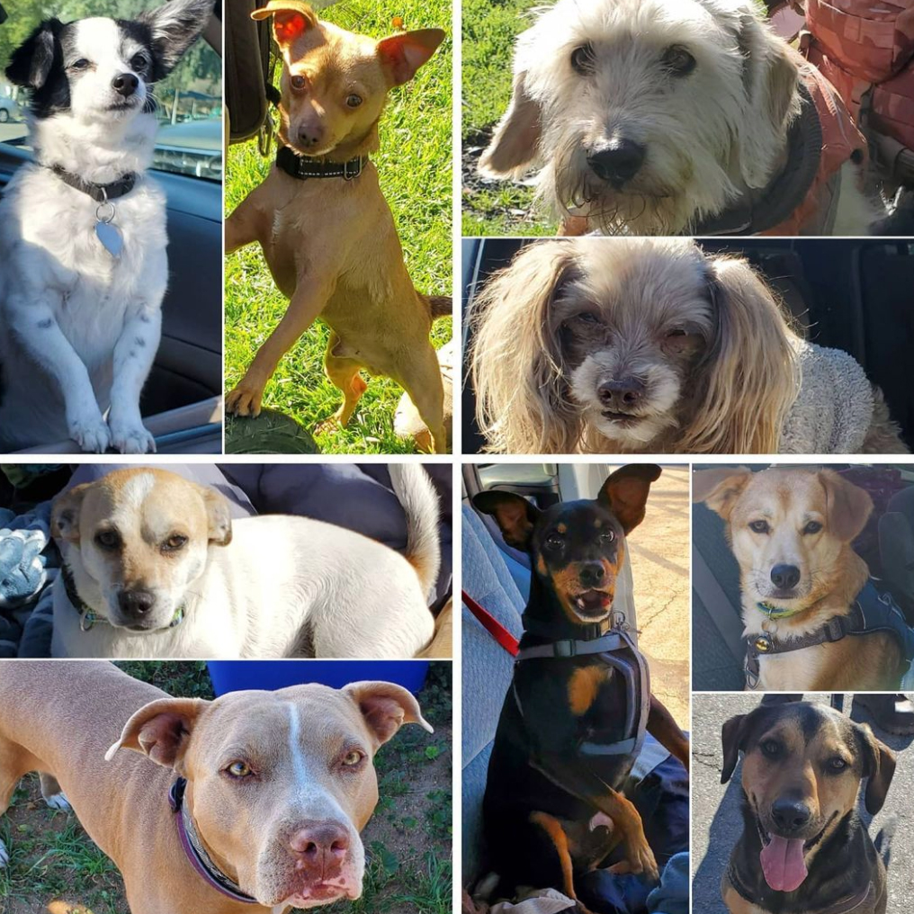 Friday's Furry Friends 3-5-2021