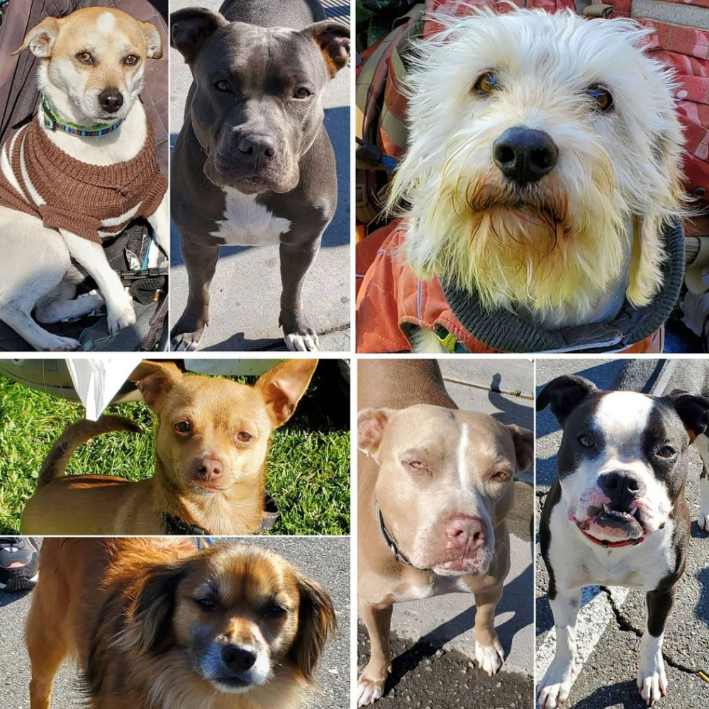 Friday's Furry Friends 3-12-2021