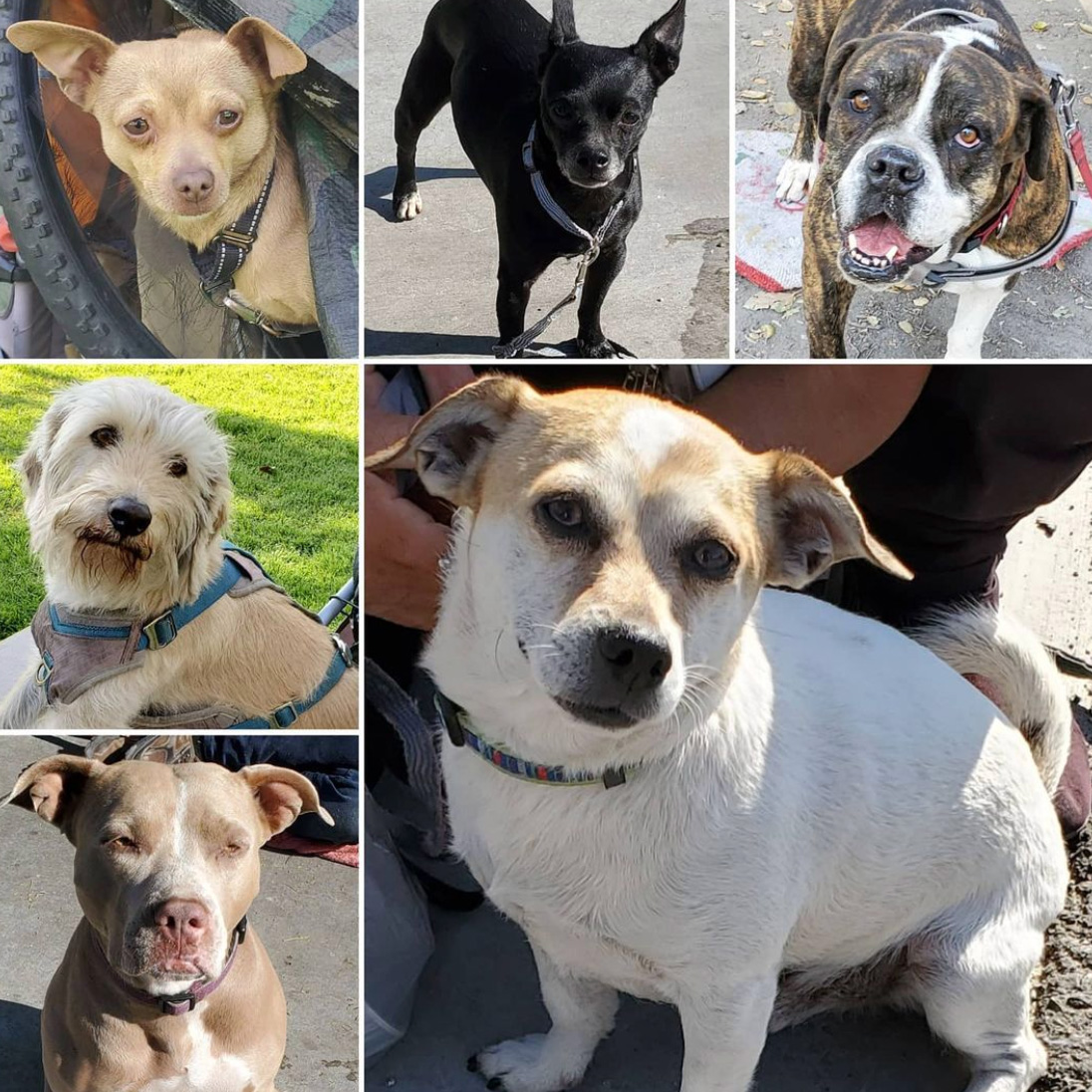 Friday's Furry Friends 4-2-2021