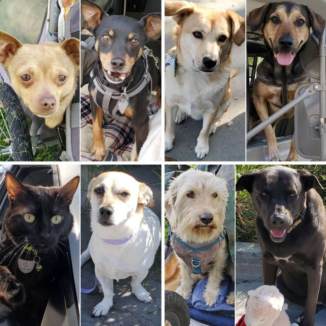 Friday's Furry Friends 4-9-2021