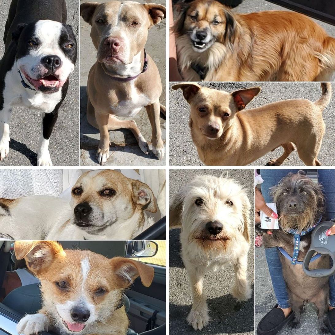 Friday's Furry Friends 4-16-2021