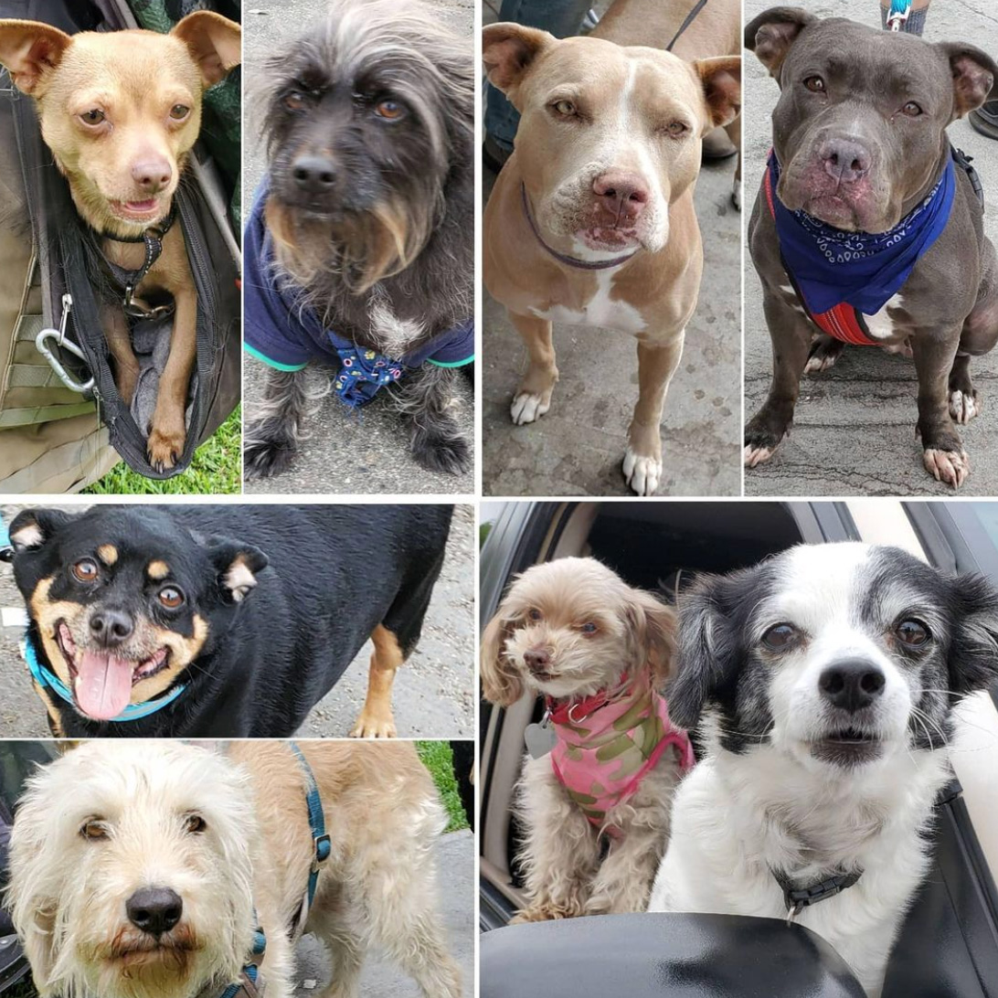 Friday's Furry Friends 4-23-2021