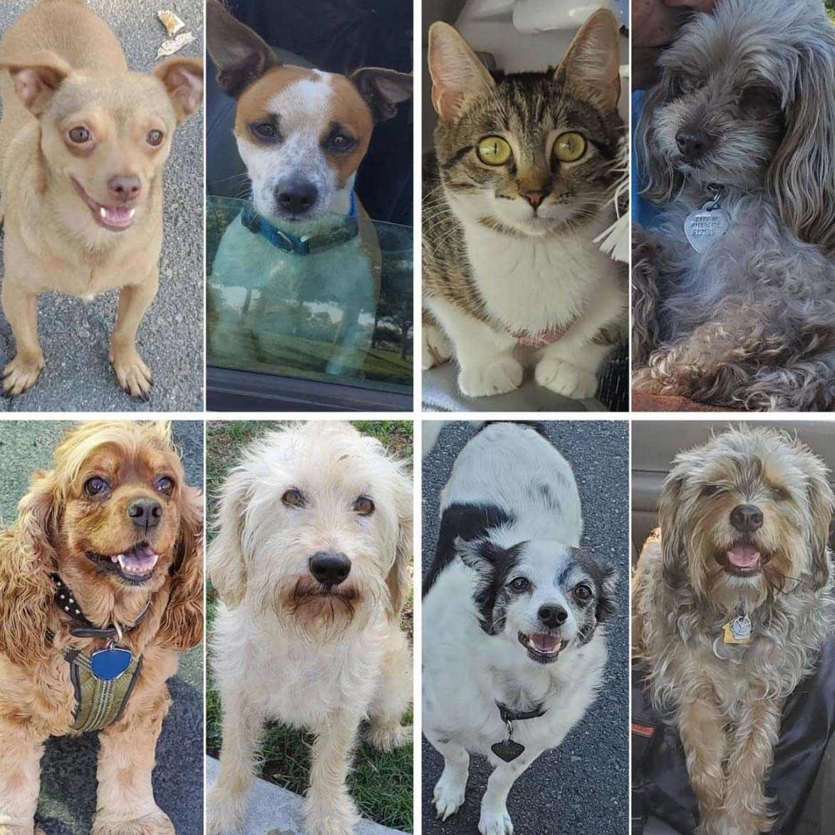 Friday's Furry Friends 7-2-2021
