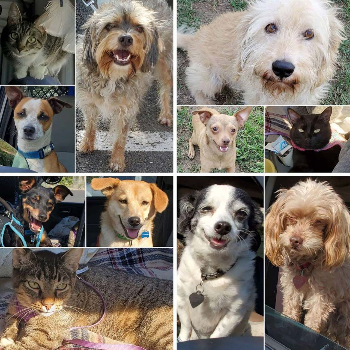 Friday's Furry Friends 7-9-2021