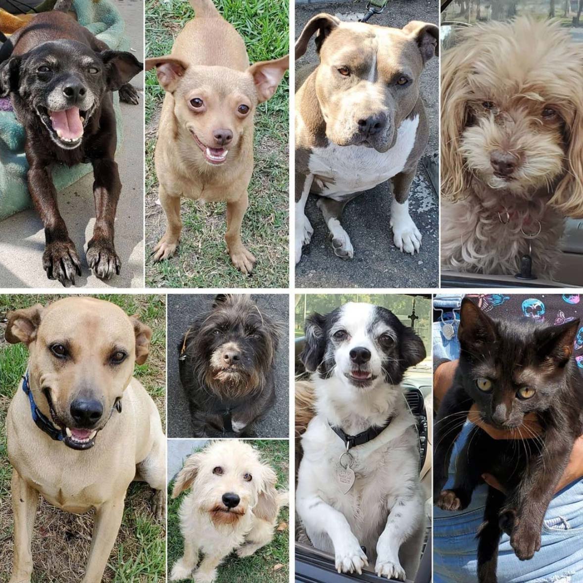 Friday's Furry Friends 7-16-2021