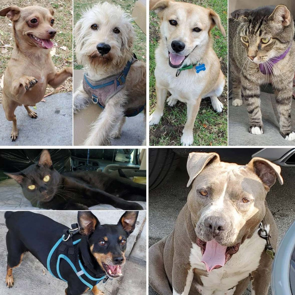 Friday's Furry Friends 7-23-2021