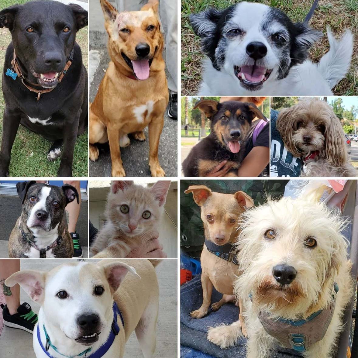 #1509 Gets Neutered & Friday's Furry Friends 7-30-2021