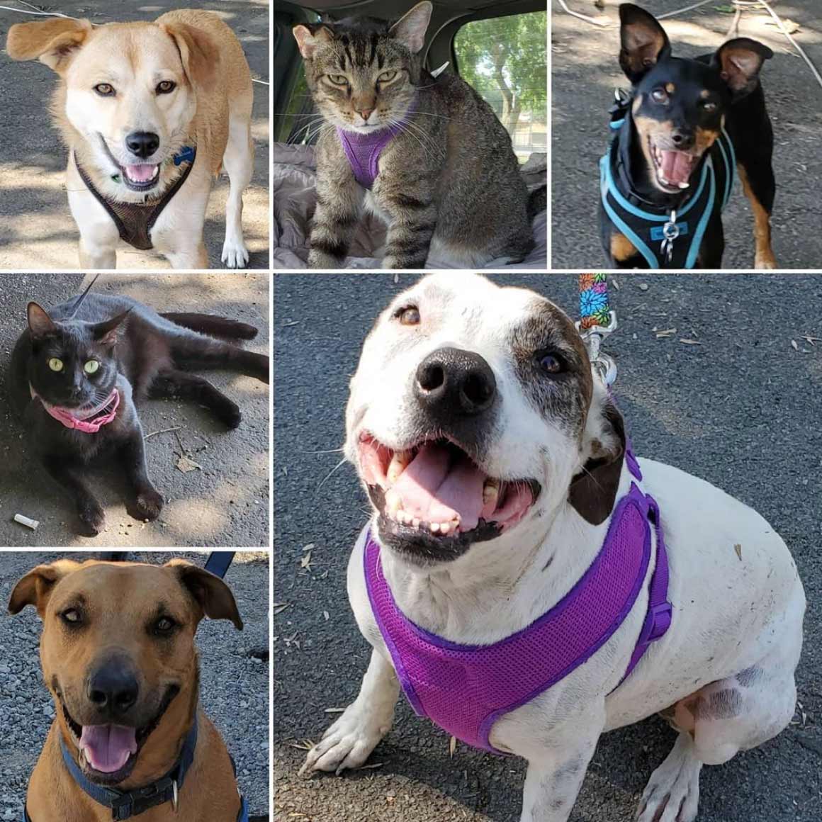 Saturday's Smiles 7-31-2021