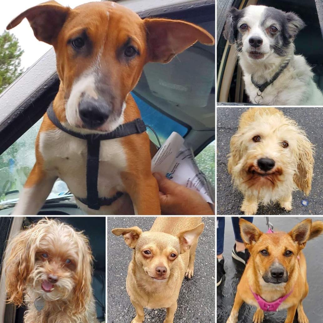 Friday's Furry Friends 10-8-2021