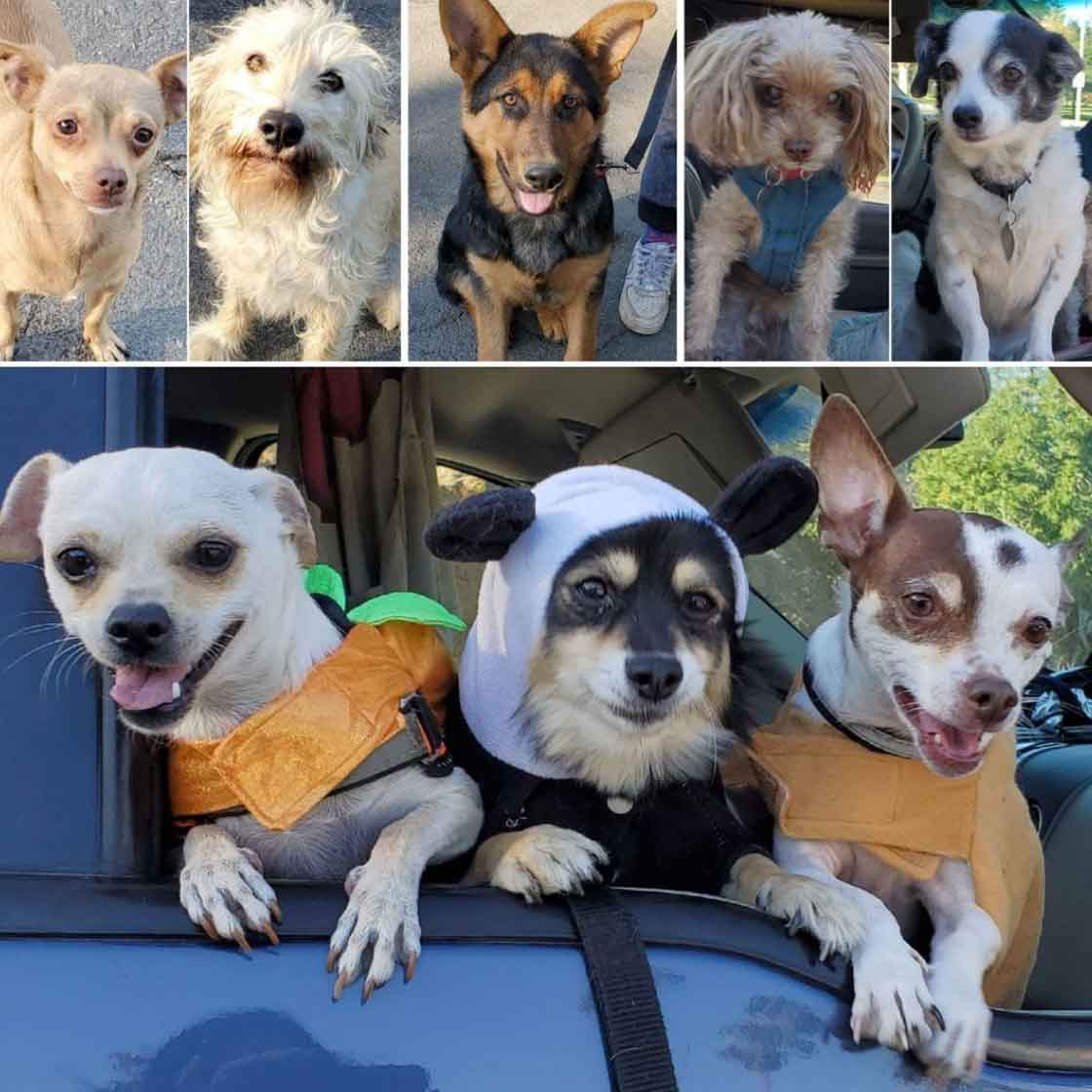 Friday's Furry Friends 10-15-2021