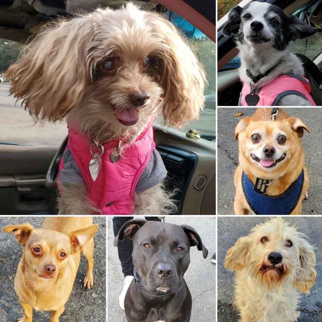 Friday's Furry Friends 10-22-2021
