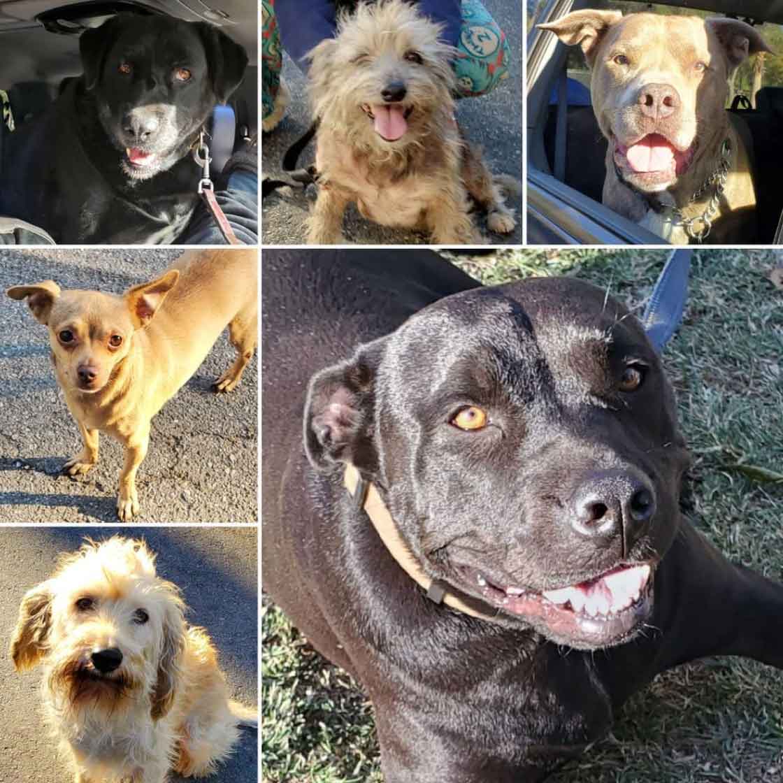 Friday's Furry Friends 10-29-2021