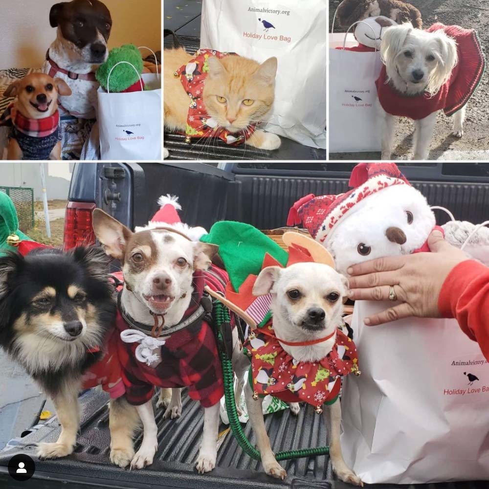 Friday's Furry Friends 12-24-2021