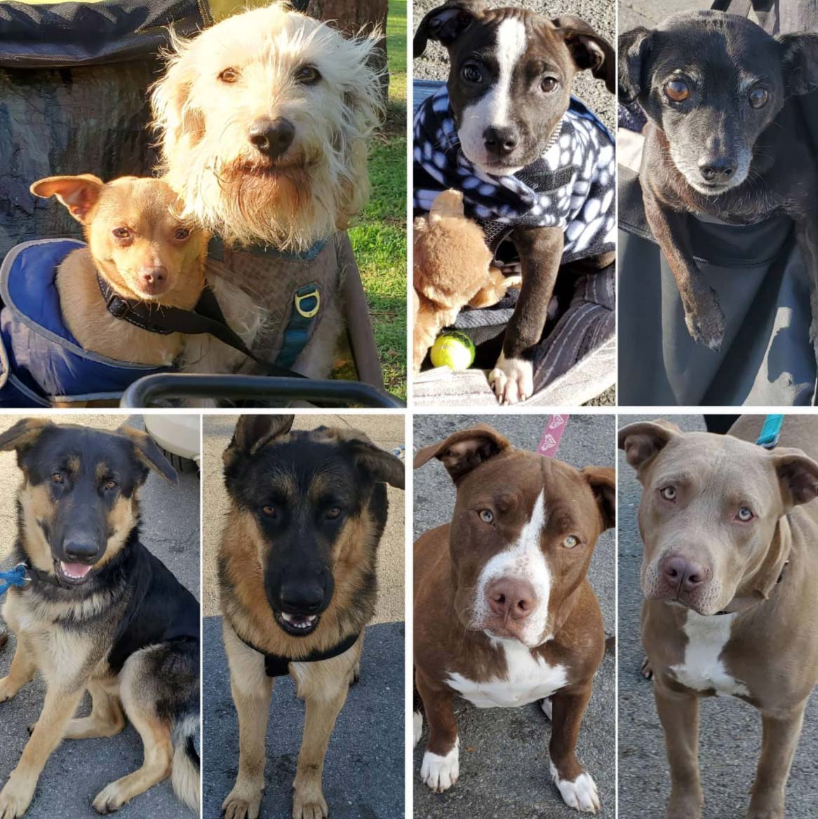 Friday's Furry Friends 1-7-2022