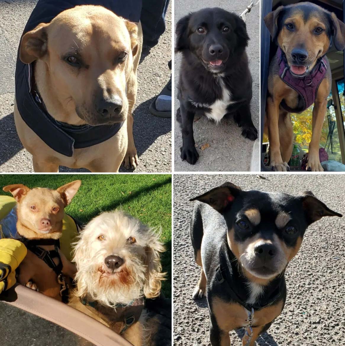 Friday's Furry Friends 1-14-2022