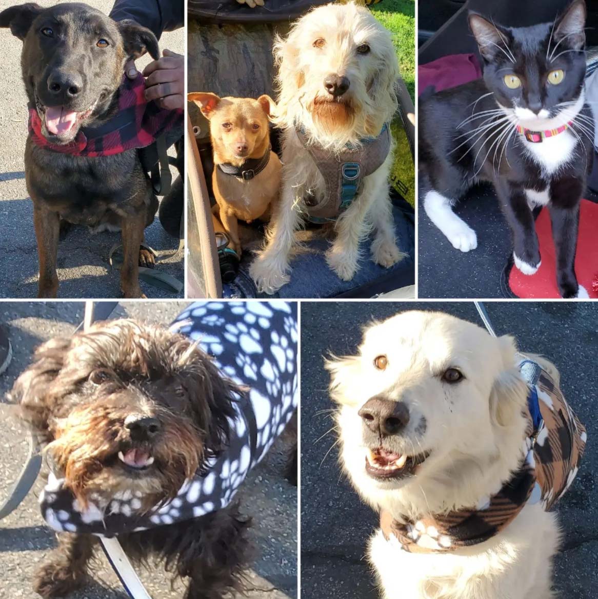 Friday's Furry Friends 1-21-2022